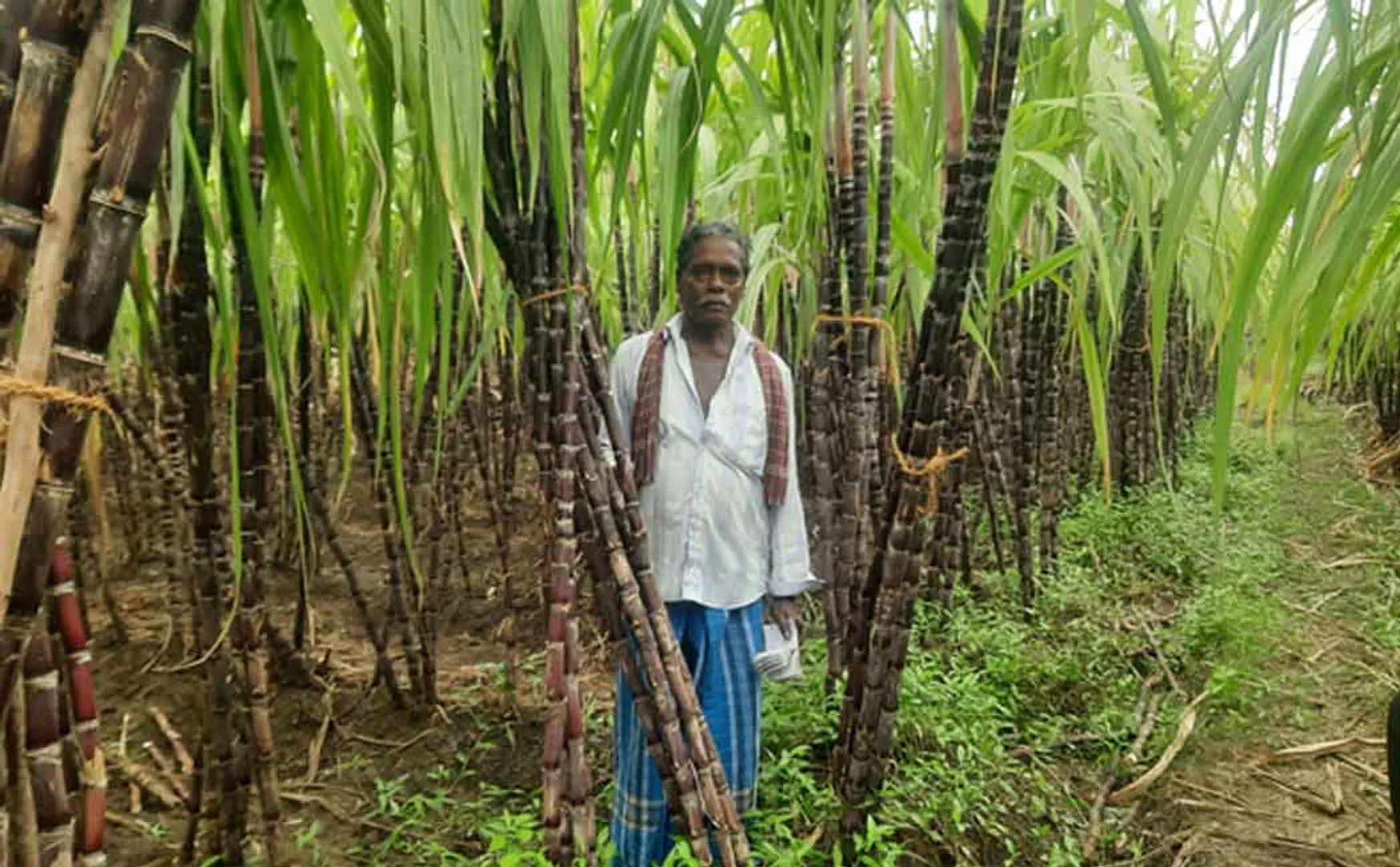 Farmer grievance Govt discriminates in sugarcane procurement  