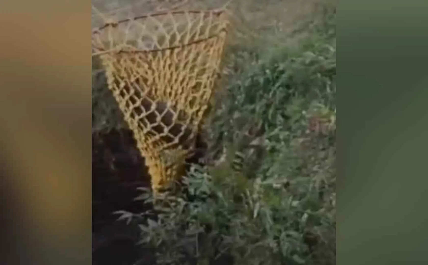 wild boars falling into wells rescued safely