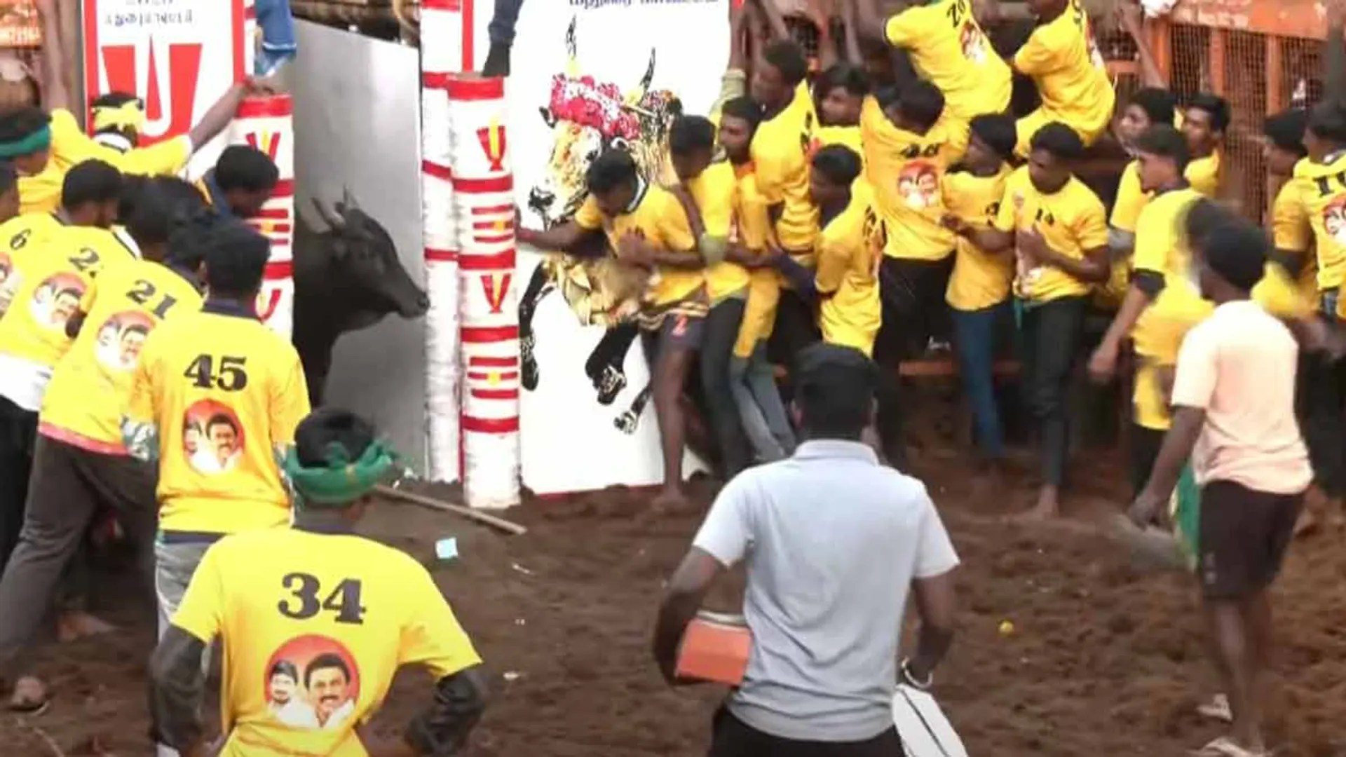 Avaniyapuram Jallikattu Perkins with 'Sharing Bulls... Singing Bulls...'