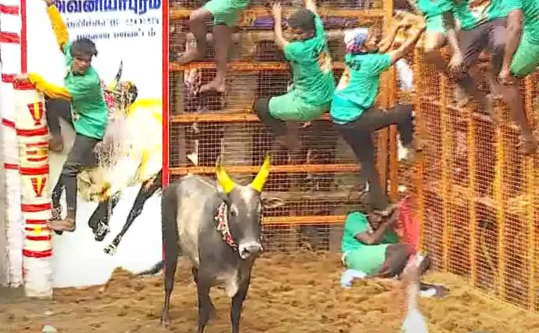 The Incident happened to the cowherd at Avaniyapuram Jallikattu