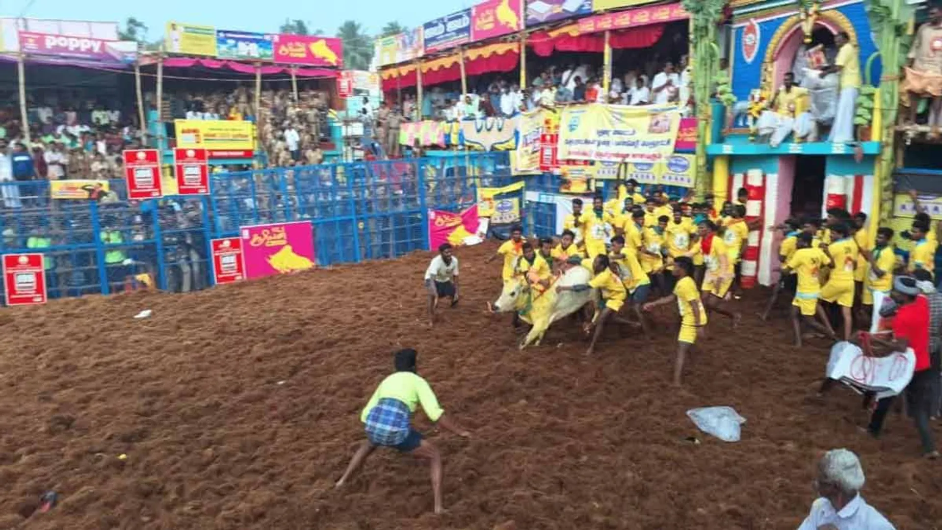  '11,00 bulls; 900 Bullocks'- Today Palamedu Jallikattu