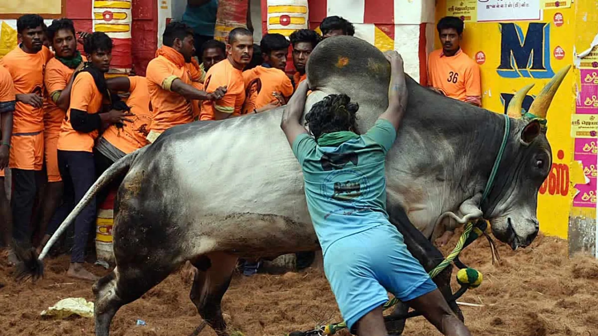  Viru Viru Palamedu Jallikattu; 14 people were injured