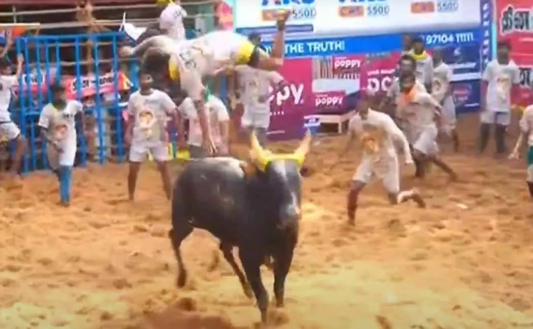  People who are incident by bulls at jallikattu competitions