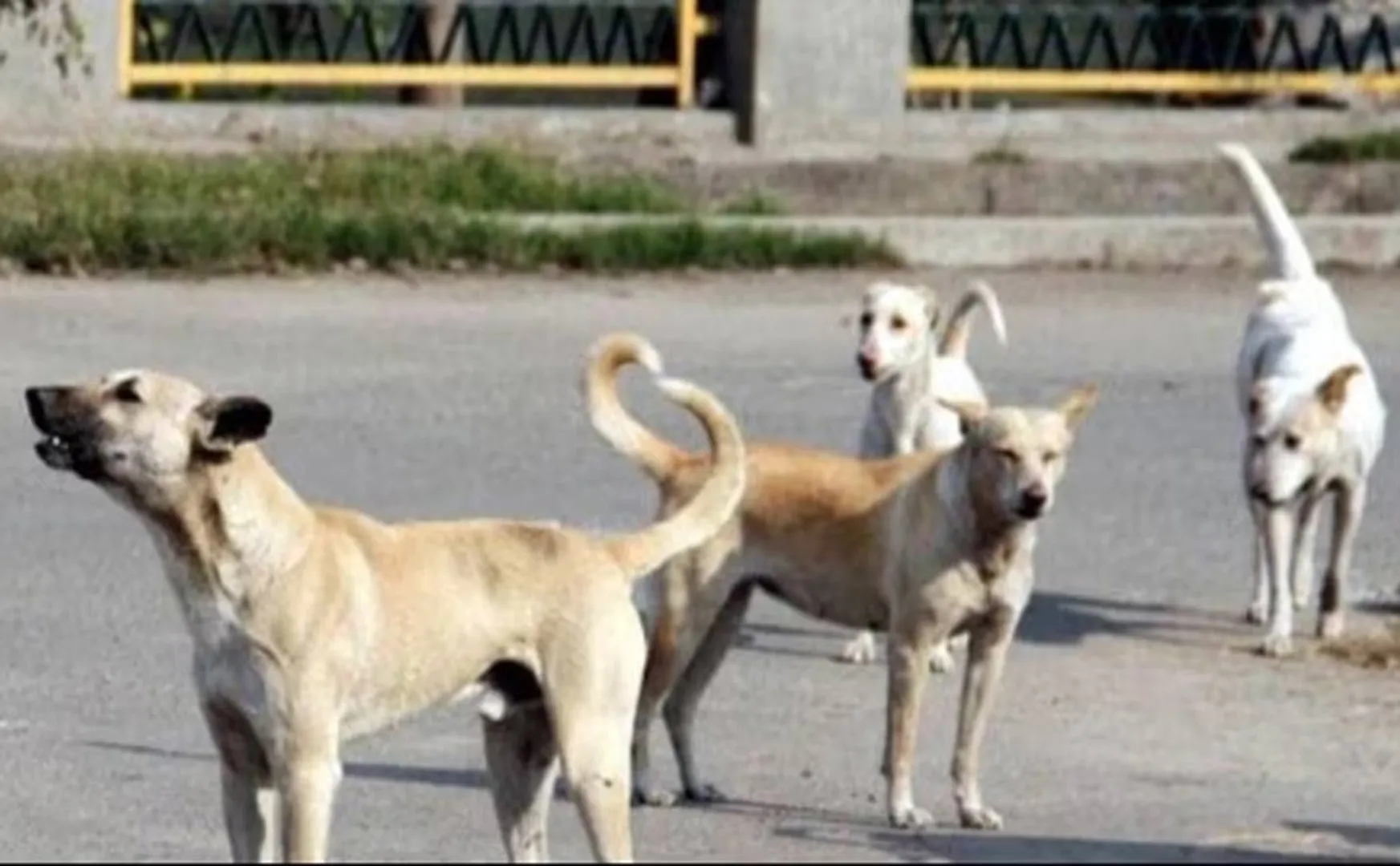iIncident happened to 3 million dogs for World Cup football series