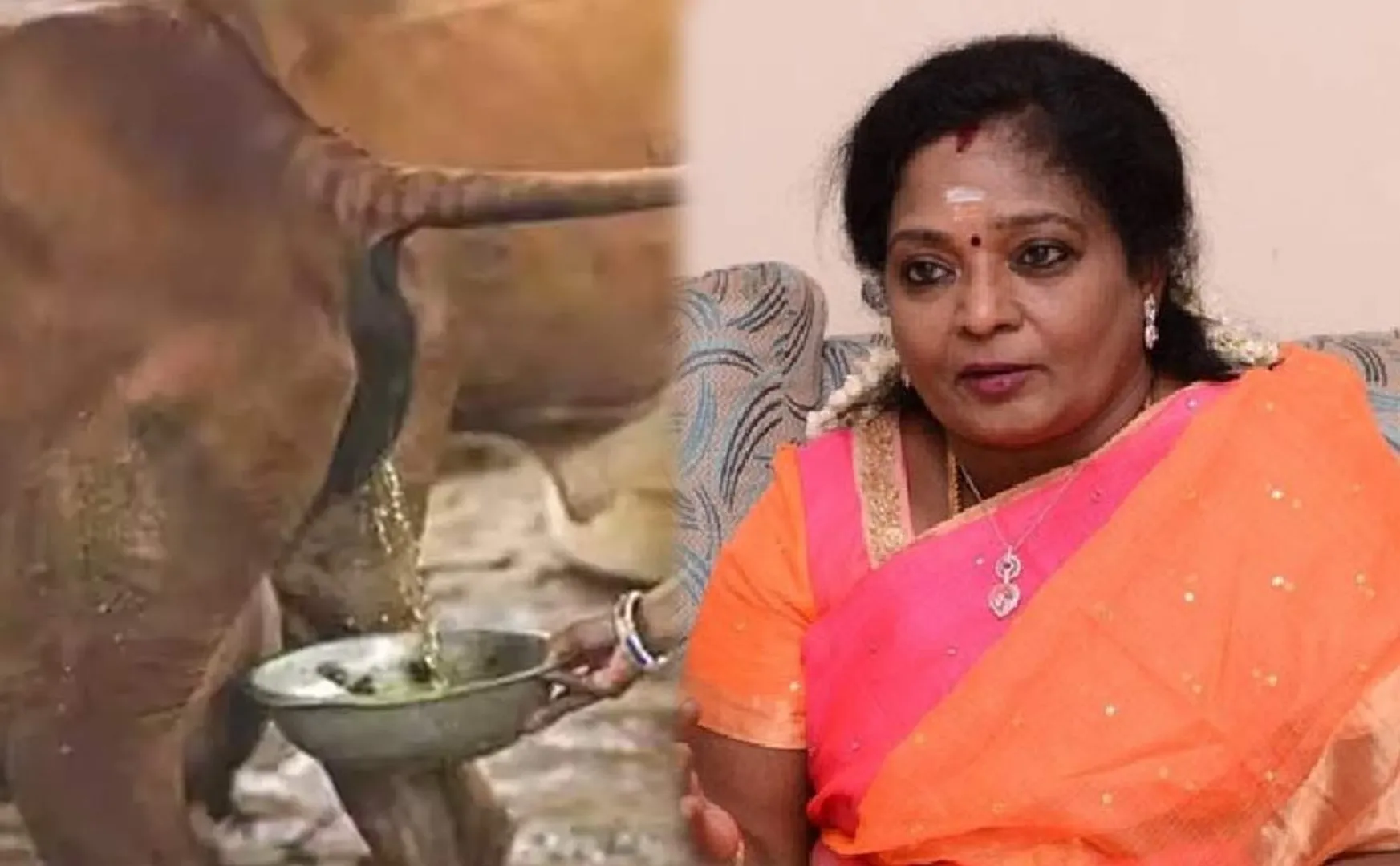 cow urine is scientifically nectar says Tamilisai