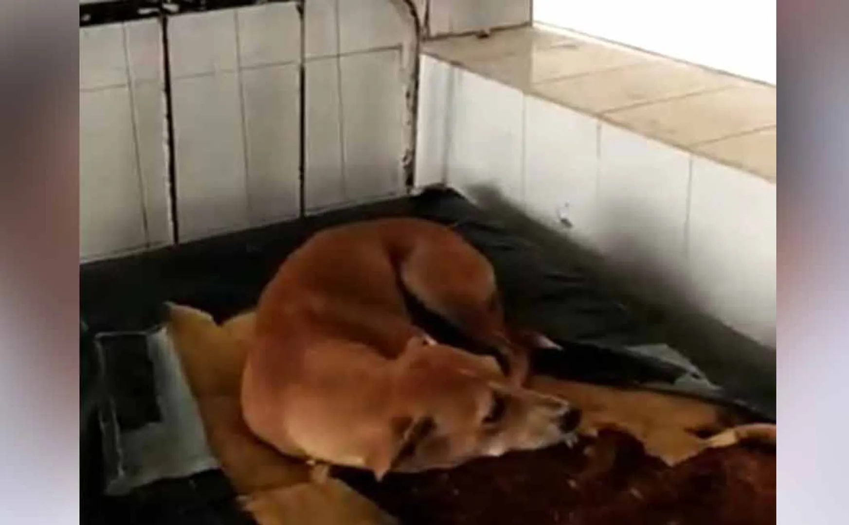 Dog found sleeping peacefully patient bed at a government hospital 