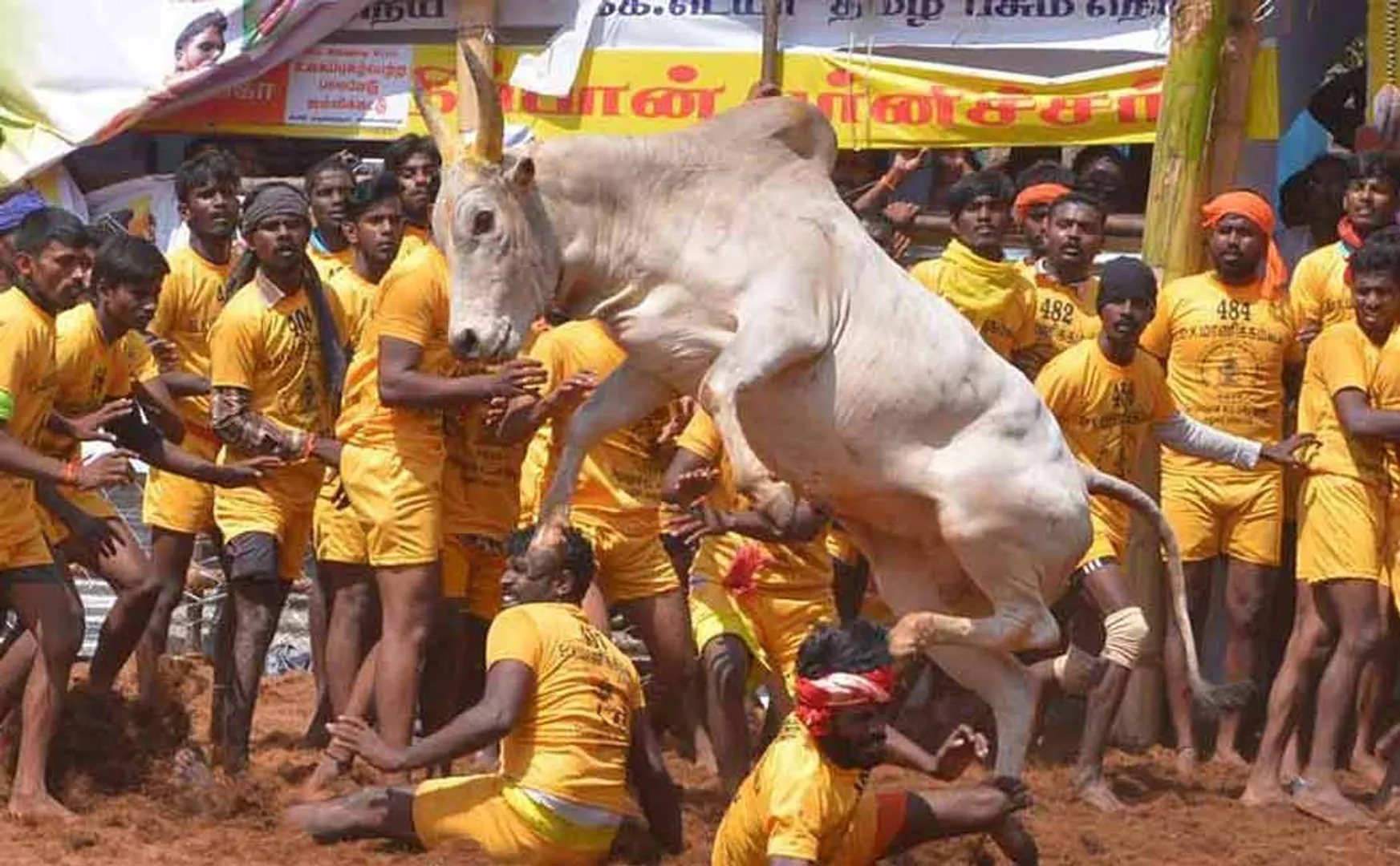 Tender issued for setting up a permanent Jallikattu stadium in Trichy