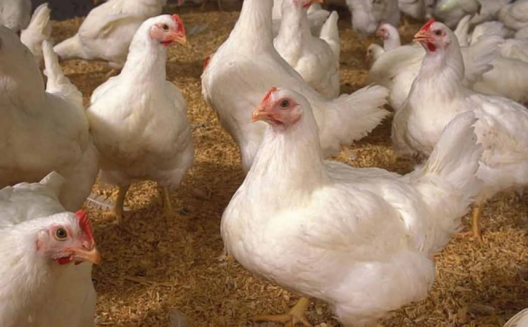 Poultry farming in 9 central prisons in Tamil Nadu