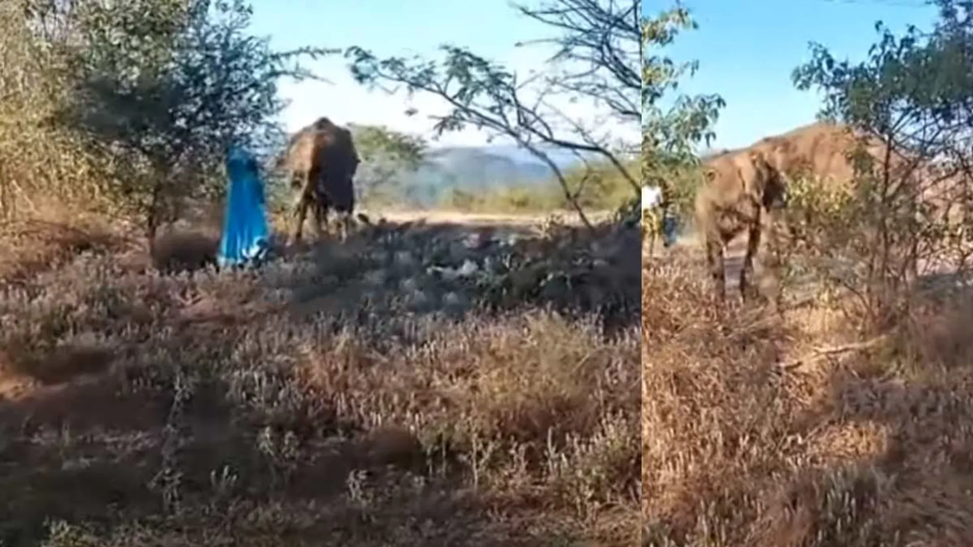The farmer goes to the field early in the morning;  elephant attack