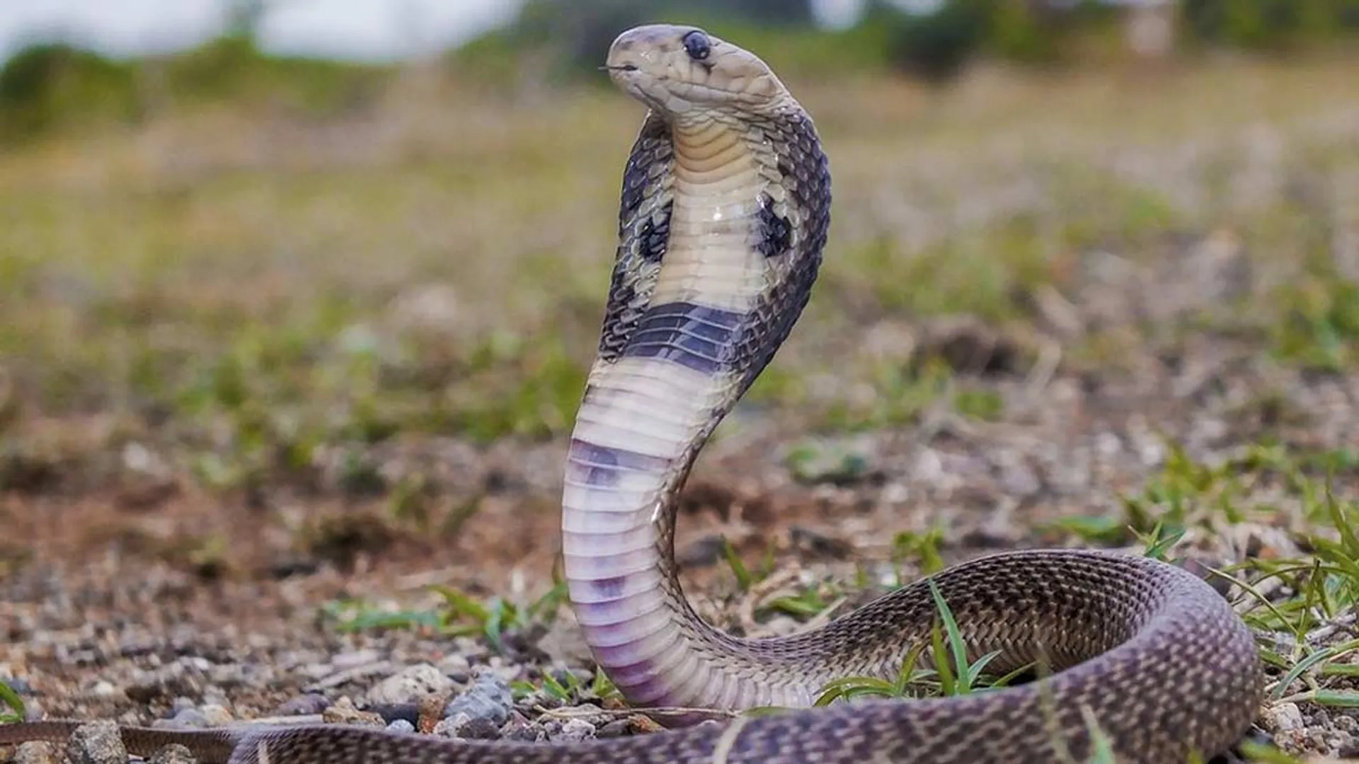 Woman Lose their live after being bitten by a snake while picking mangoes