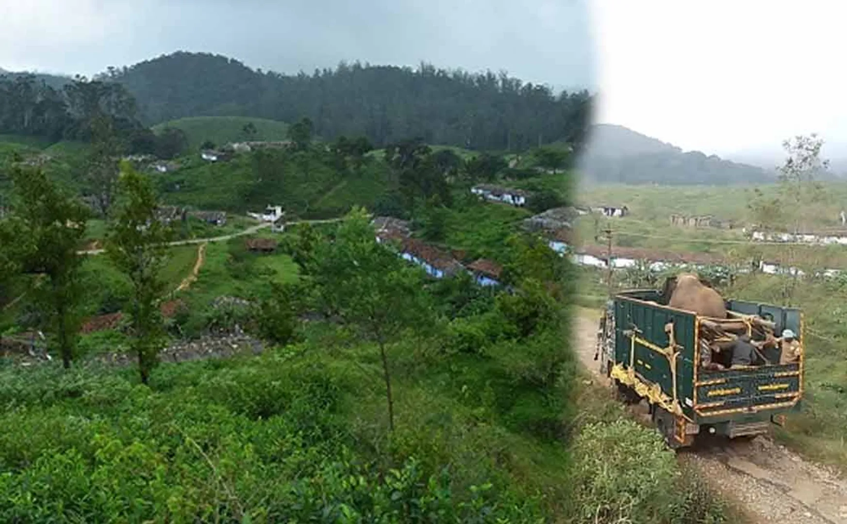 Bullet Raja elephant, released into wild, creates a storm  mountains