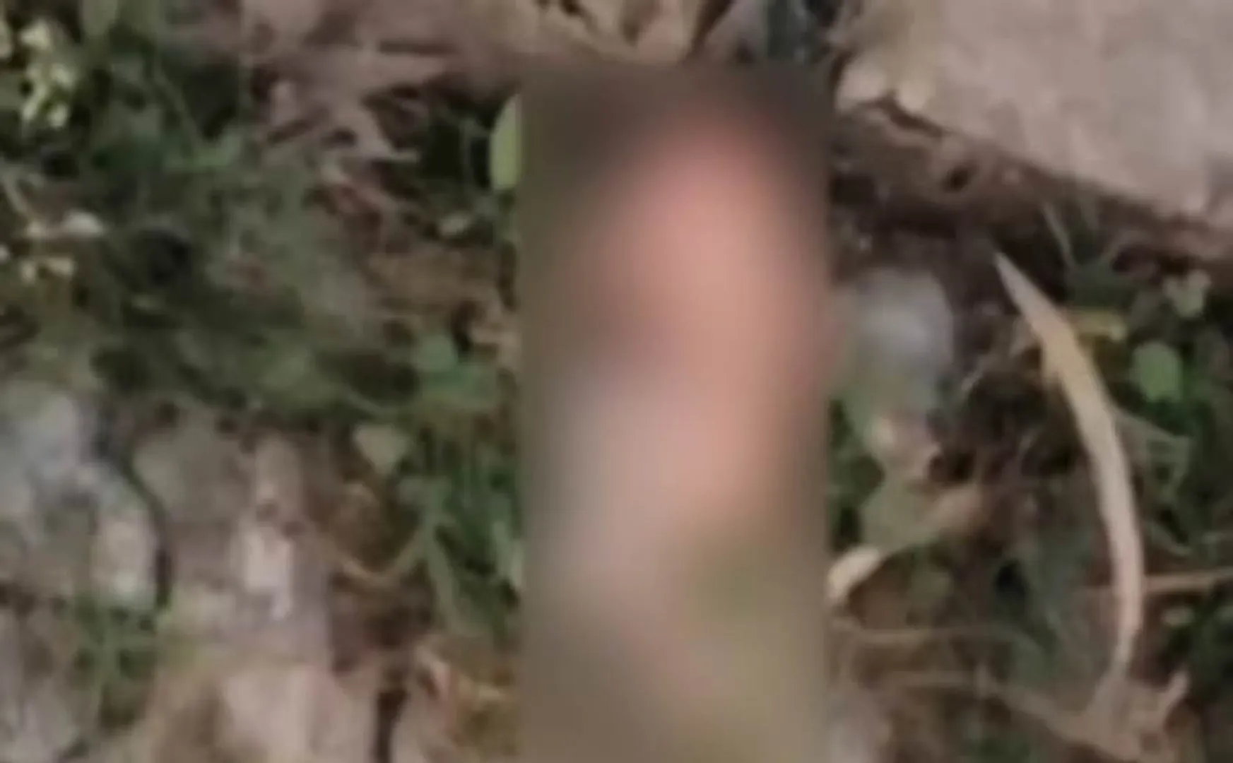 Family throws child's body on the road and stray dogs bite off head in uttar pradesh