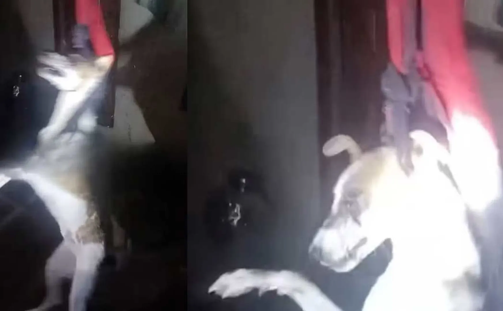 A young man stabbed his pet dog in the eye with a knife in maharashtra