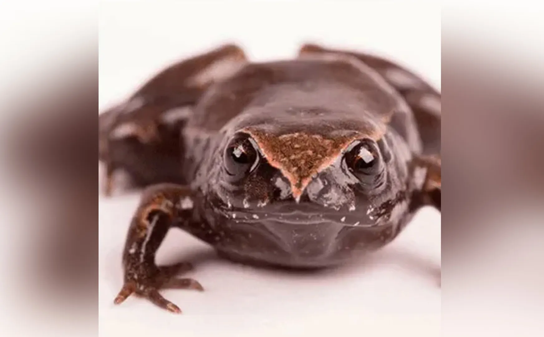 New Frog Species Named Actor Leonardo DiCaprio