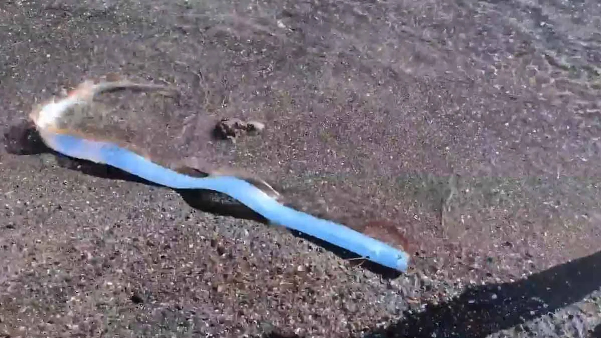 'Doomsday Fish' Spotted - Will Disaster Come?