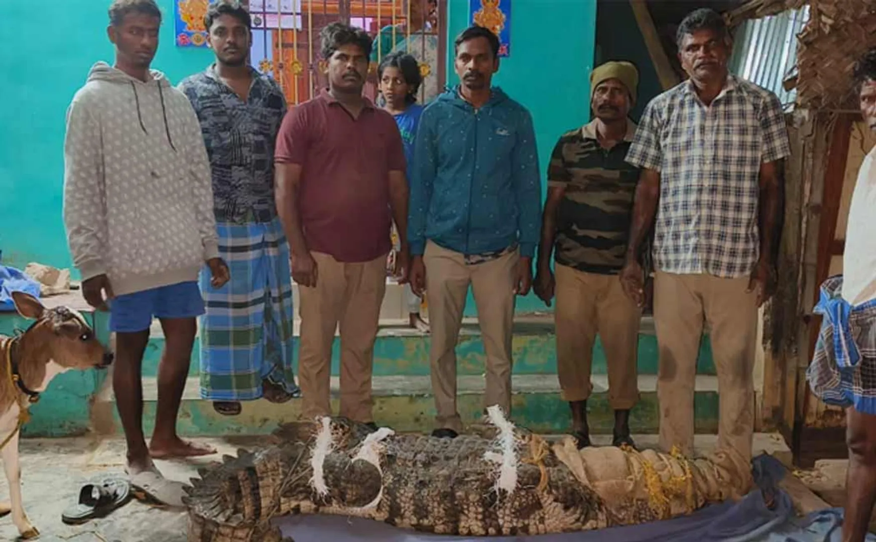 Giant crocodile enters home garden