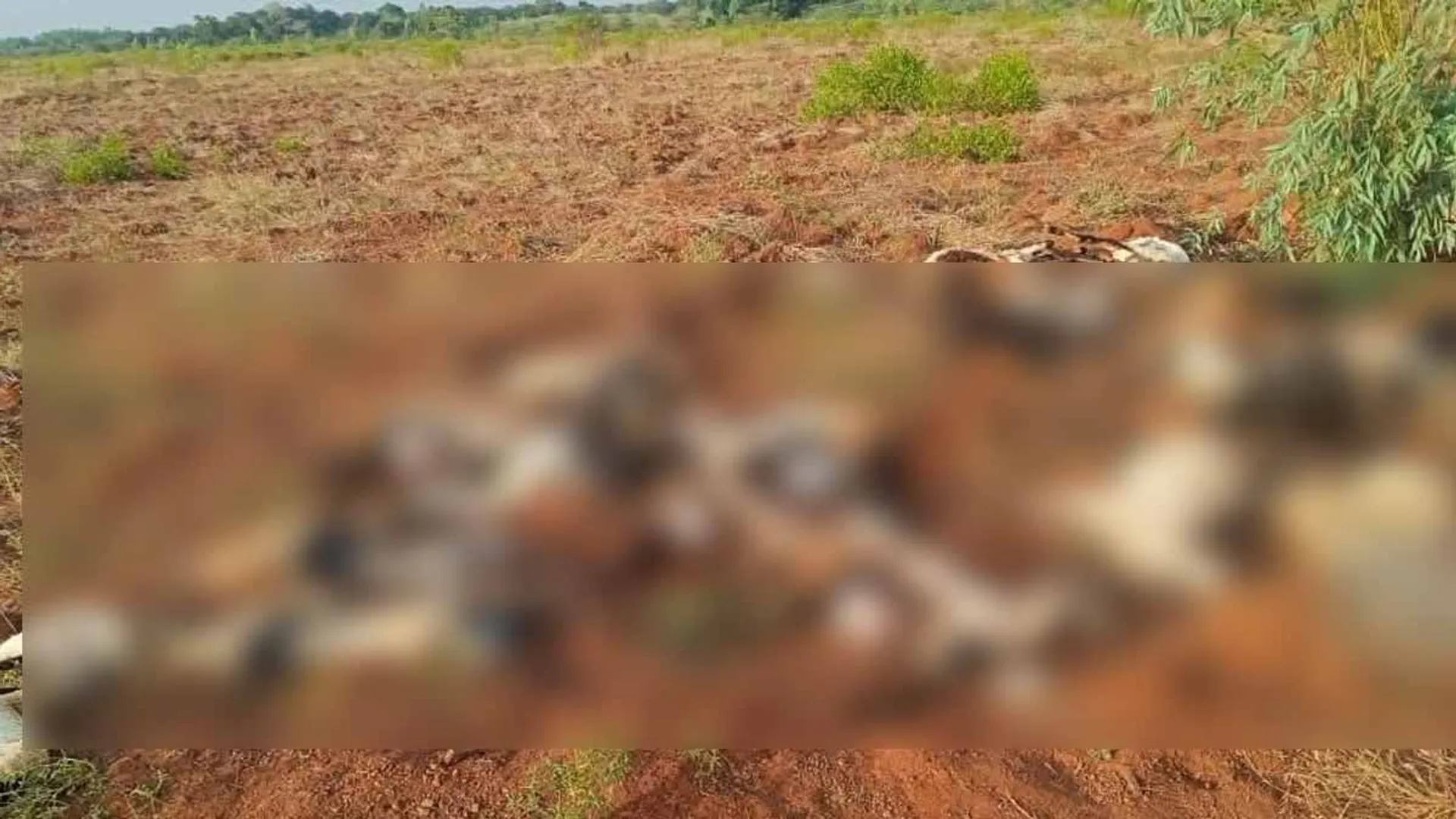 26 Sheep Close Their Live Lightning Strikes; 2 person Suffer Serious Injuries