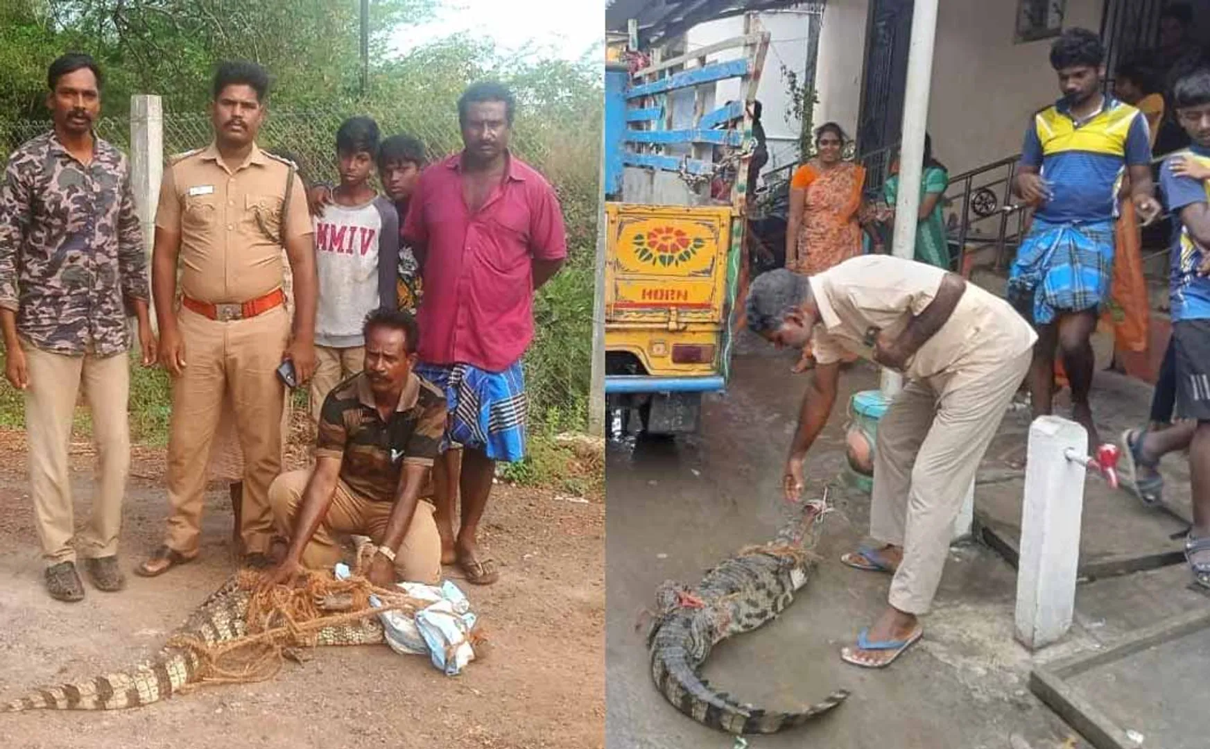 Crocodiles taking refuge in residential areas public fears