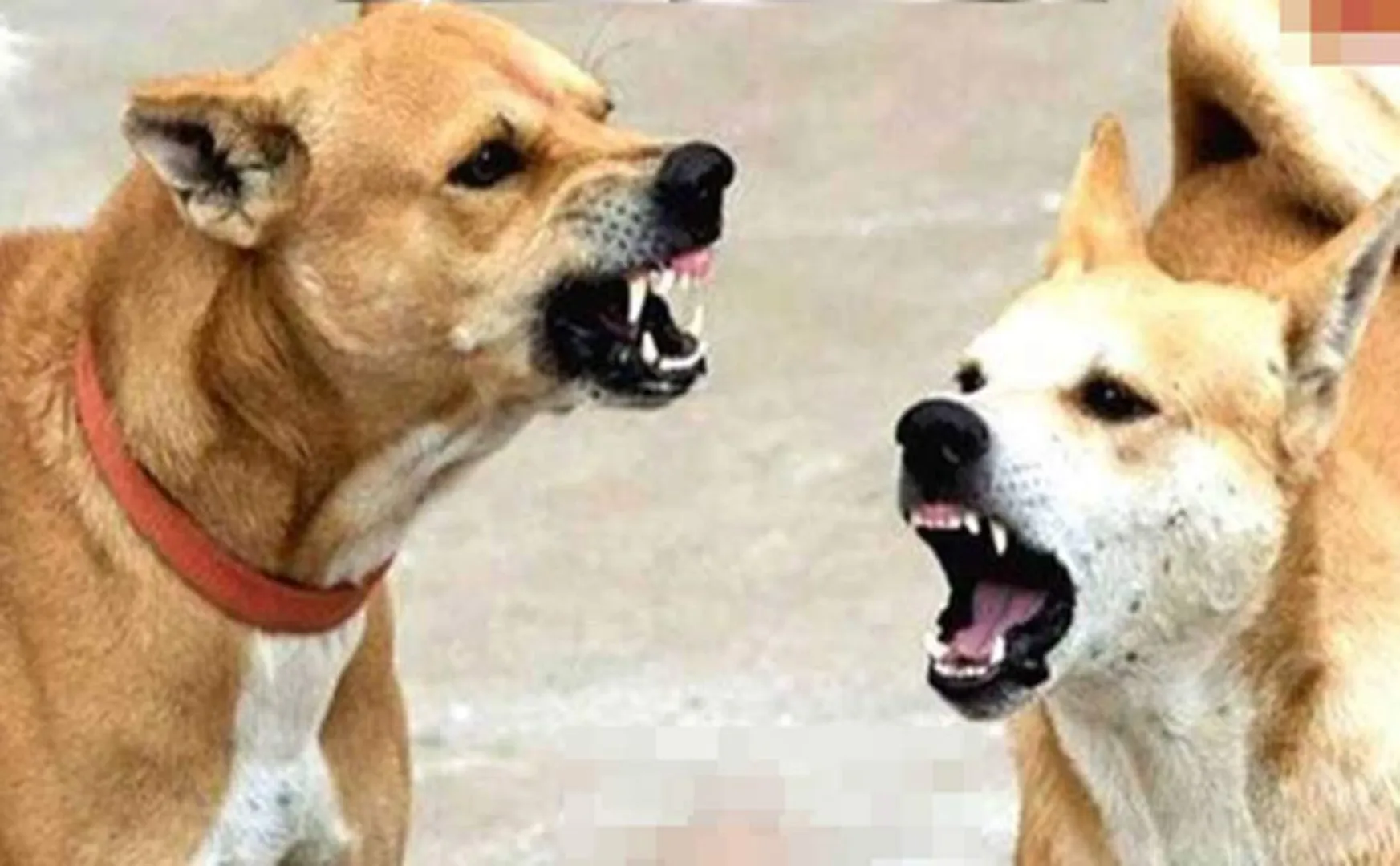 dog bit two girls while they were walking on the road