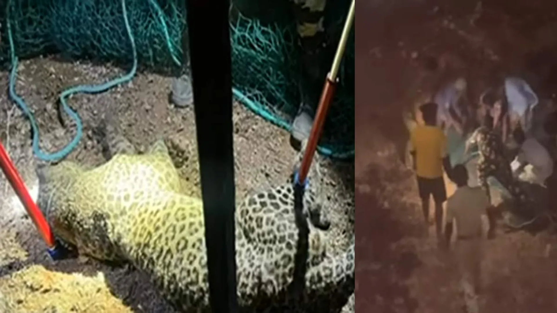  Threats every day; Citizens catch leopard by netting it