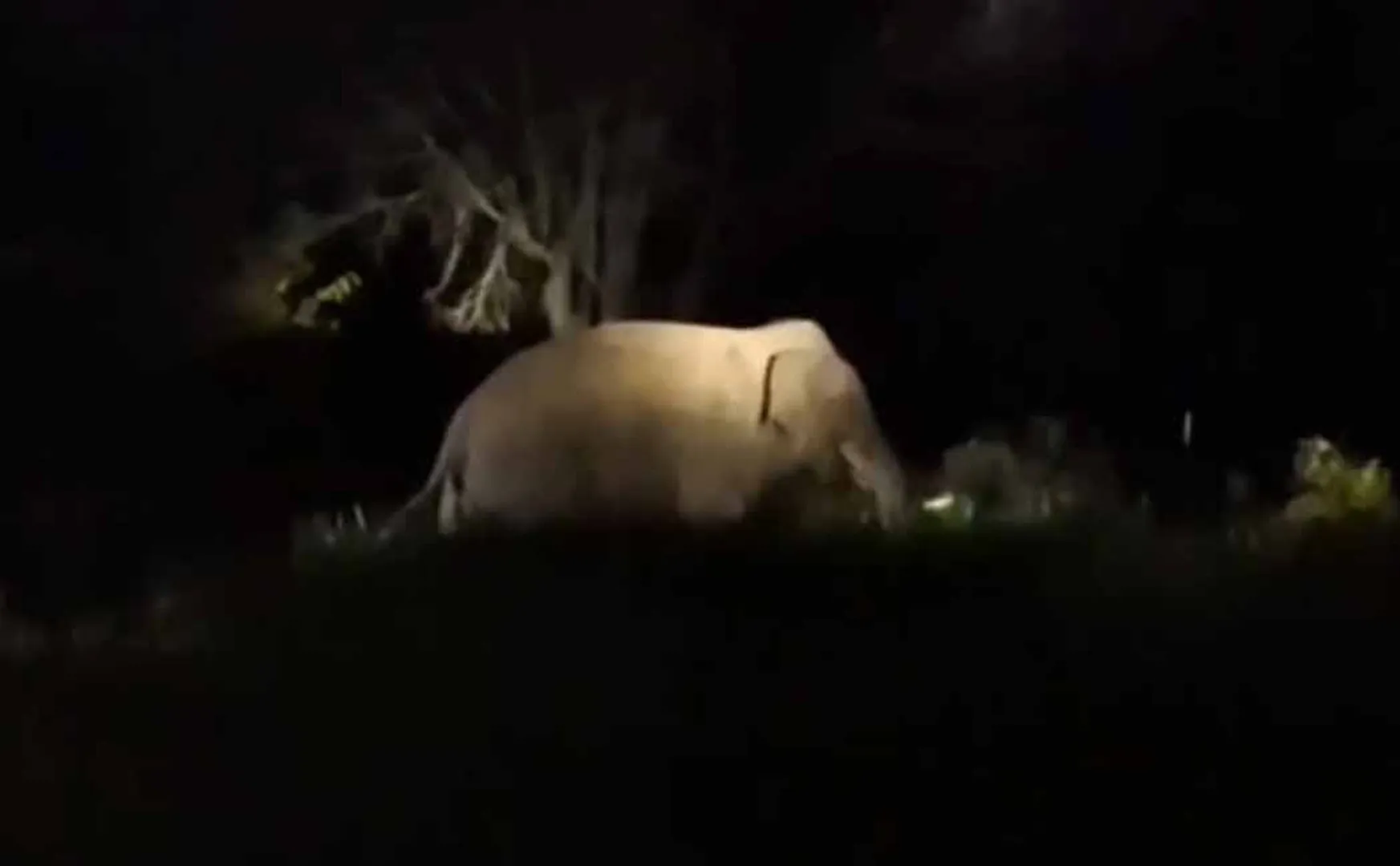 Farmers are scared  single-horned wild elephant roams mountain village