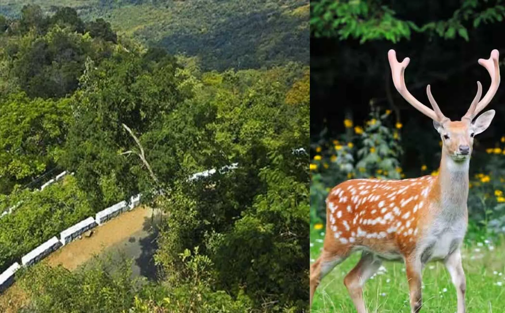Deer hunting clash; Forest ranger shot at