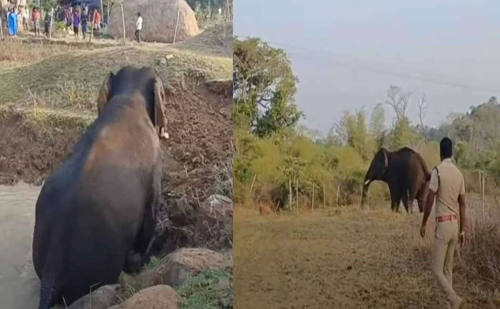  'Wild elephant trapped in a pond' - stir in Thenkanikottai