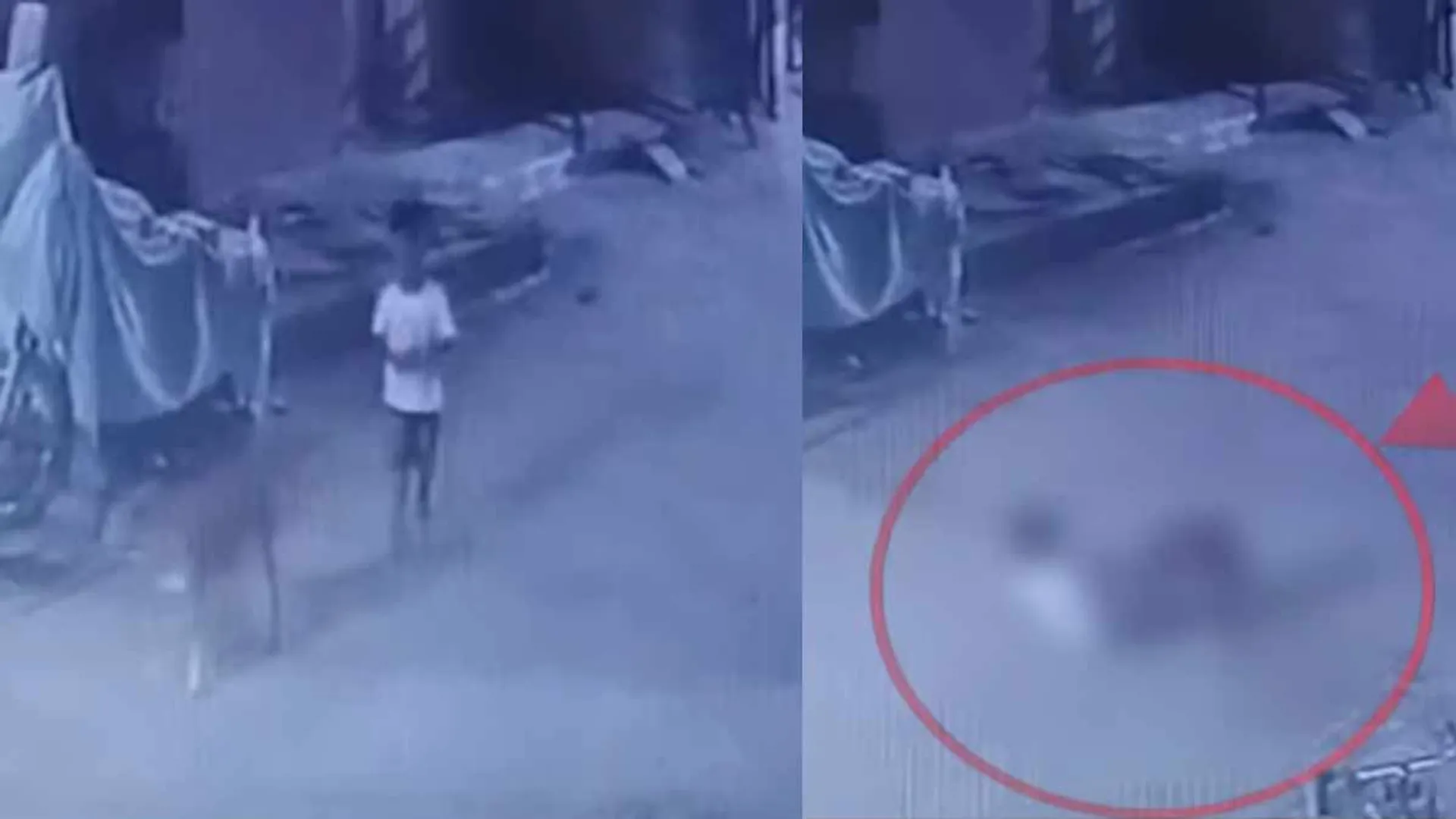  'Dog bit boy and killed him' - Stray dog ​​bite incidents on the rise again