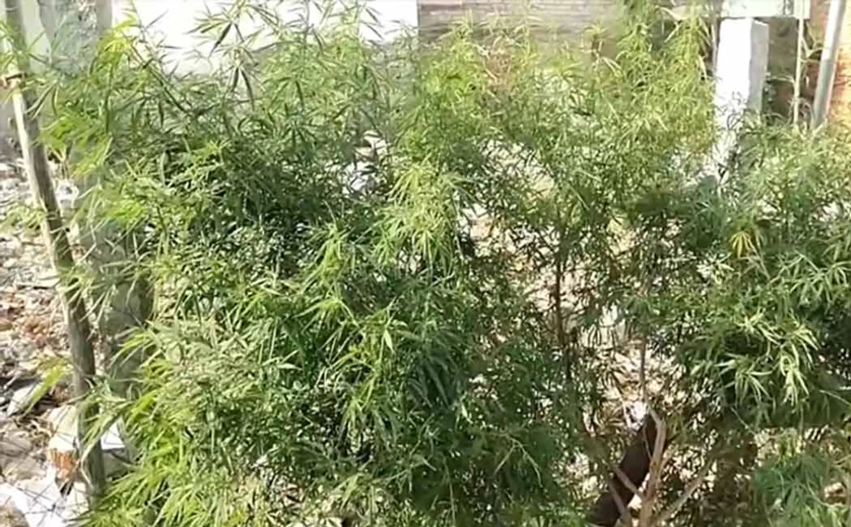 Woman who grew a cannabis plant thinking it was a mountain neem tree  