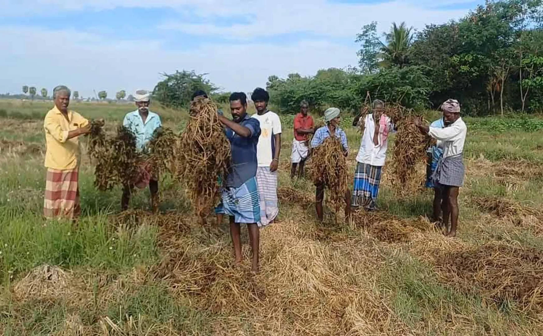 'Sudden rains crops damaged over 1500 acres Farmers worried