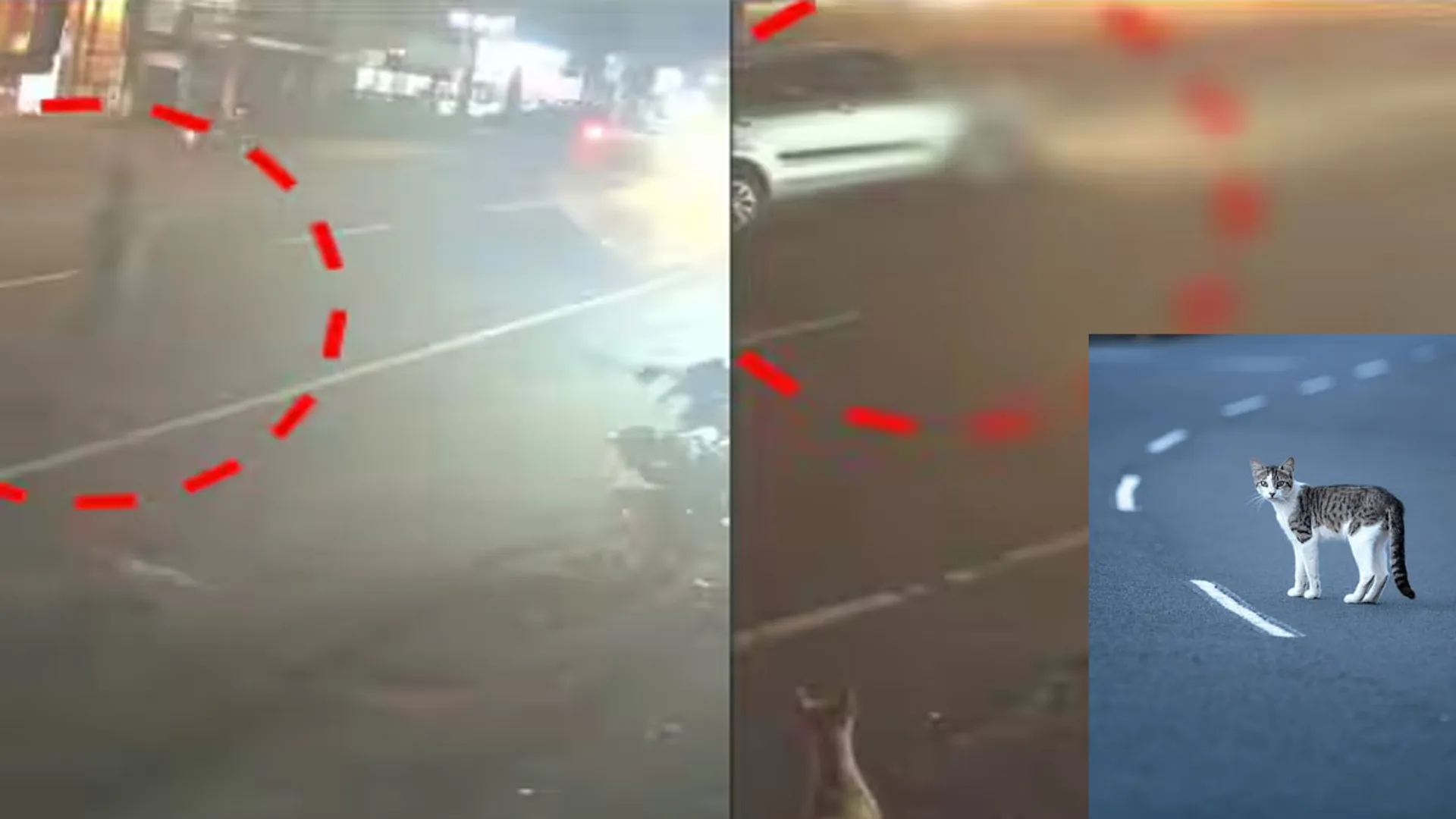 Man lose their live  trying to save cat stranded in middle of road