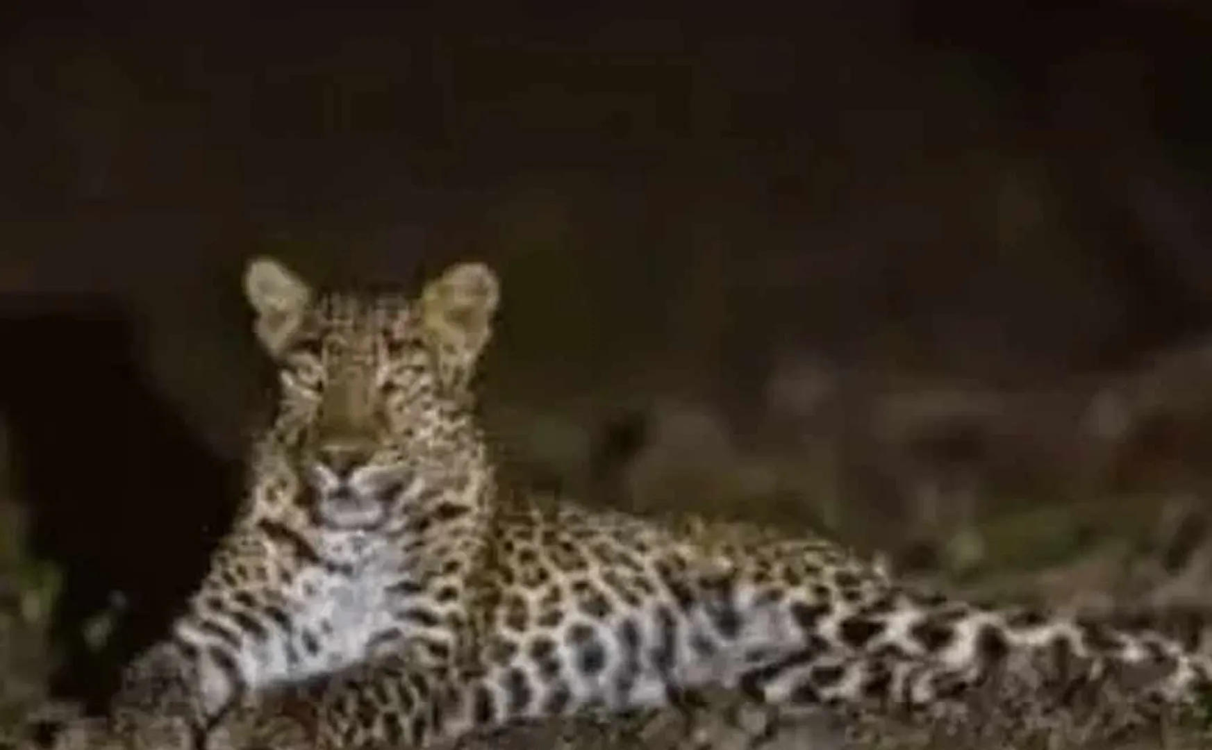 Public fears over leopard movement near Vellore Gudiyatham