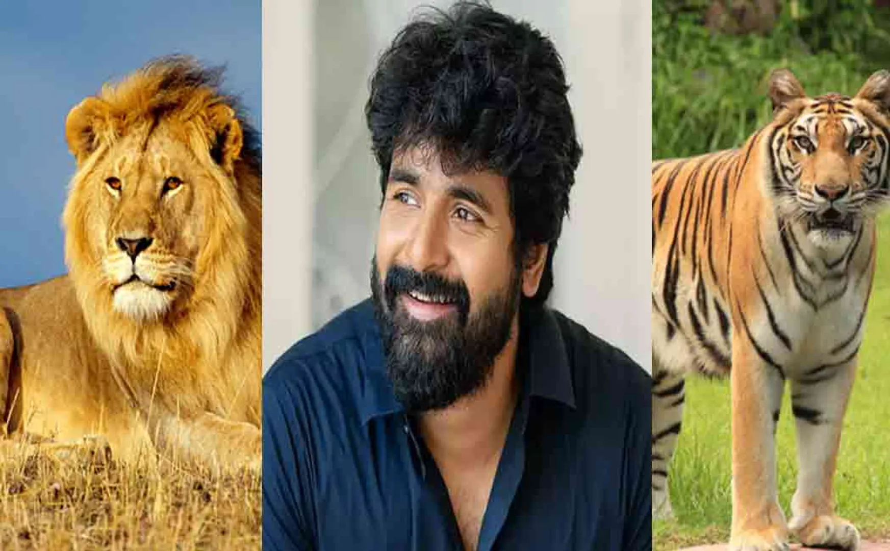 Actor Sivakarthikeyan adopts a lion and a tiger!