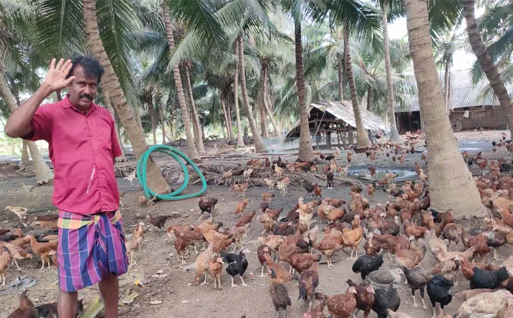 Farmer earns lakhs by raising domestic chickens at low cost