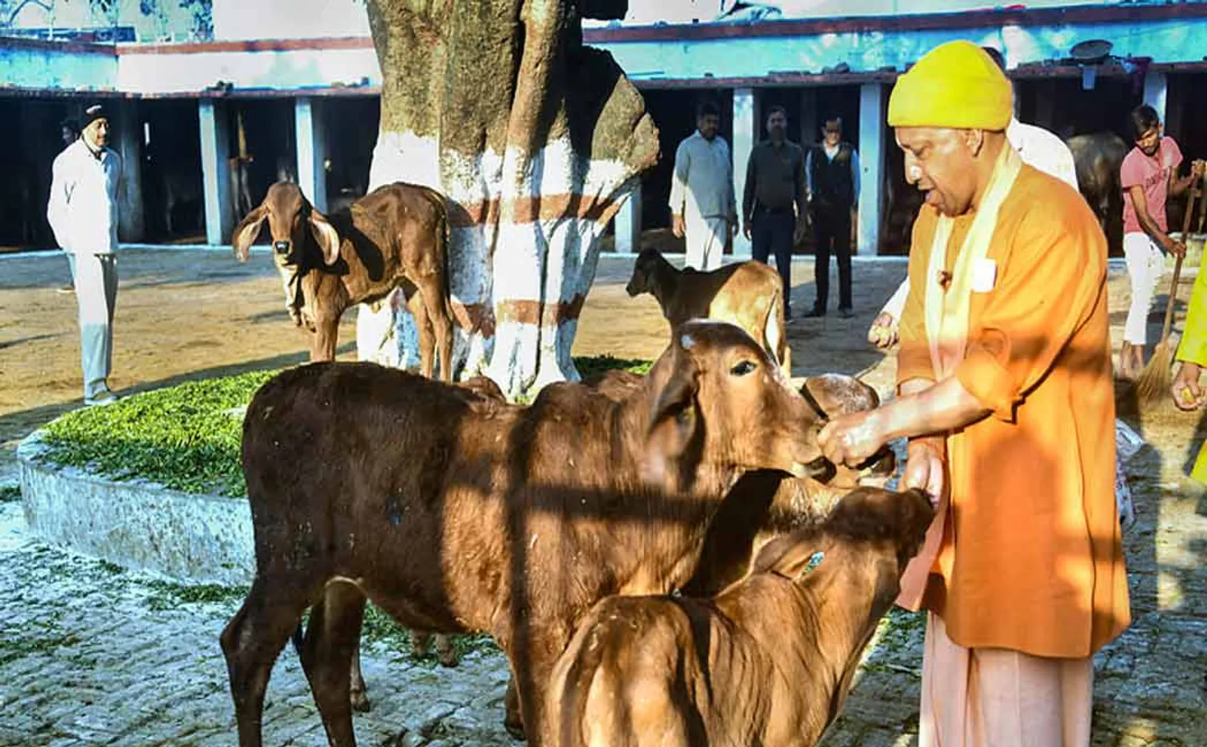  Yogi Adityanath's idea for officials to Government buildings can be painted with cow dung
