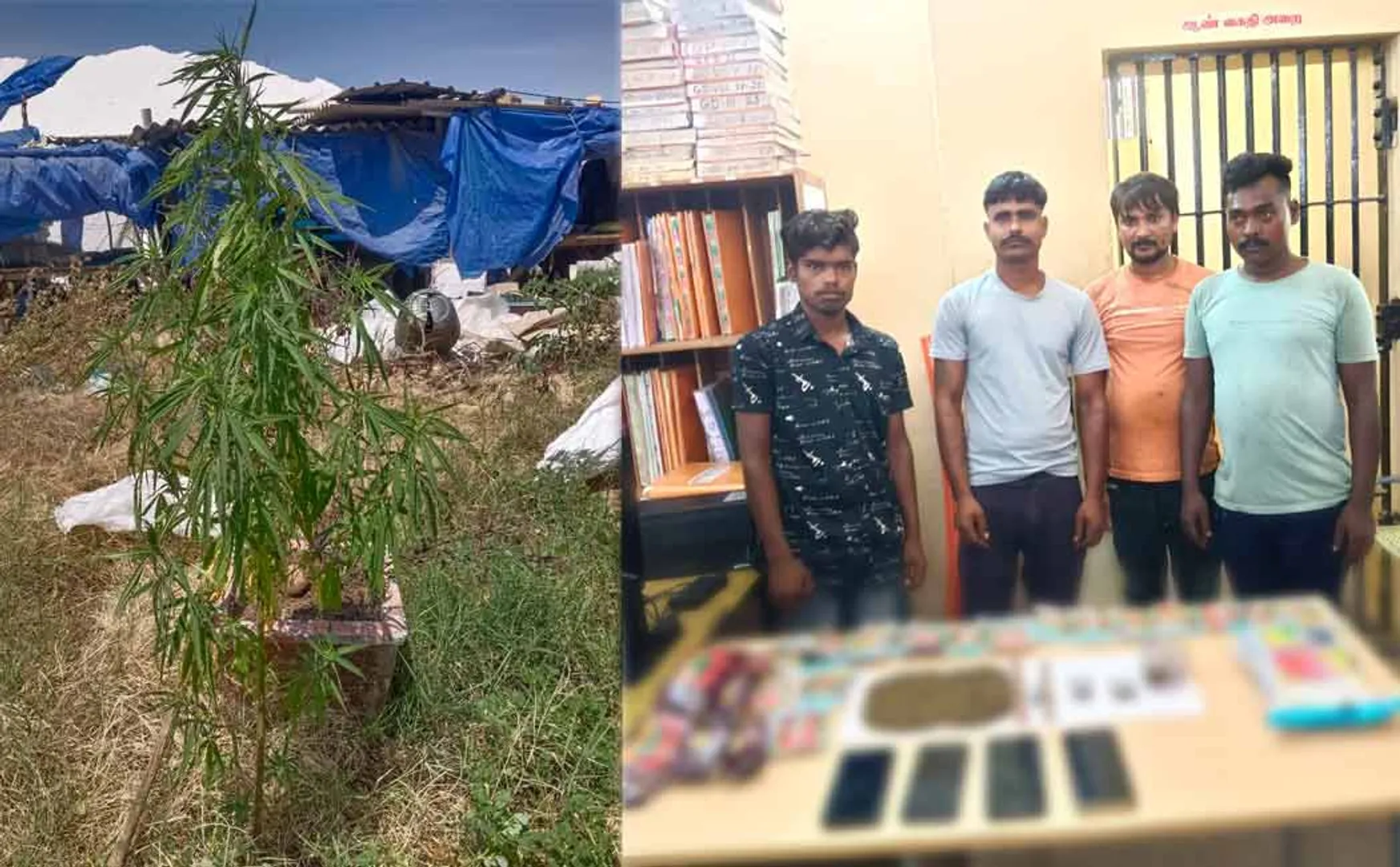 Northern State youth arrested for growing cannabis plants salt export company 