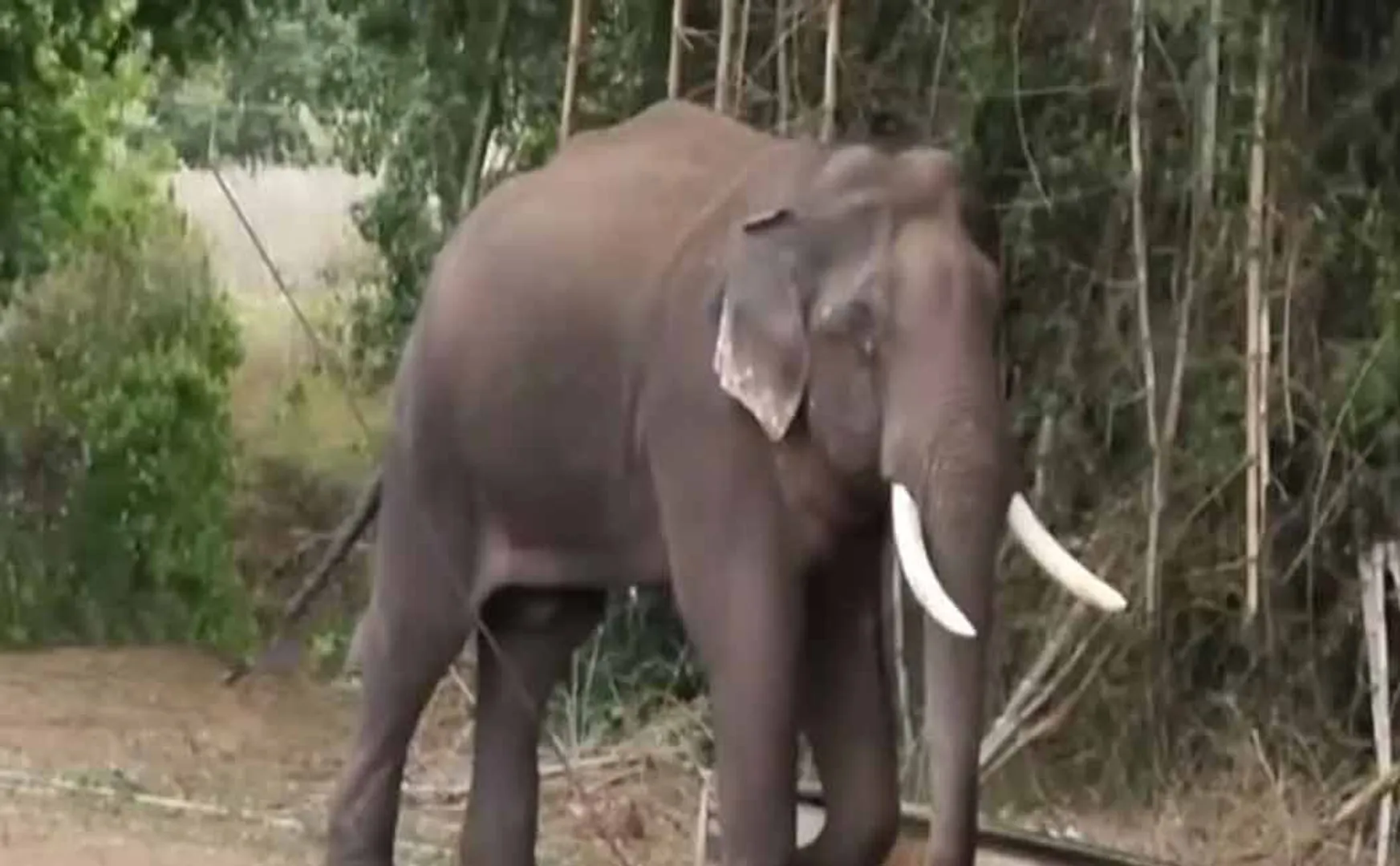 A lone elephant entered the garden and damaged the crops