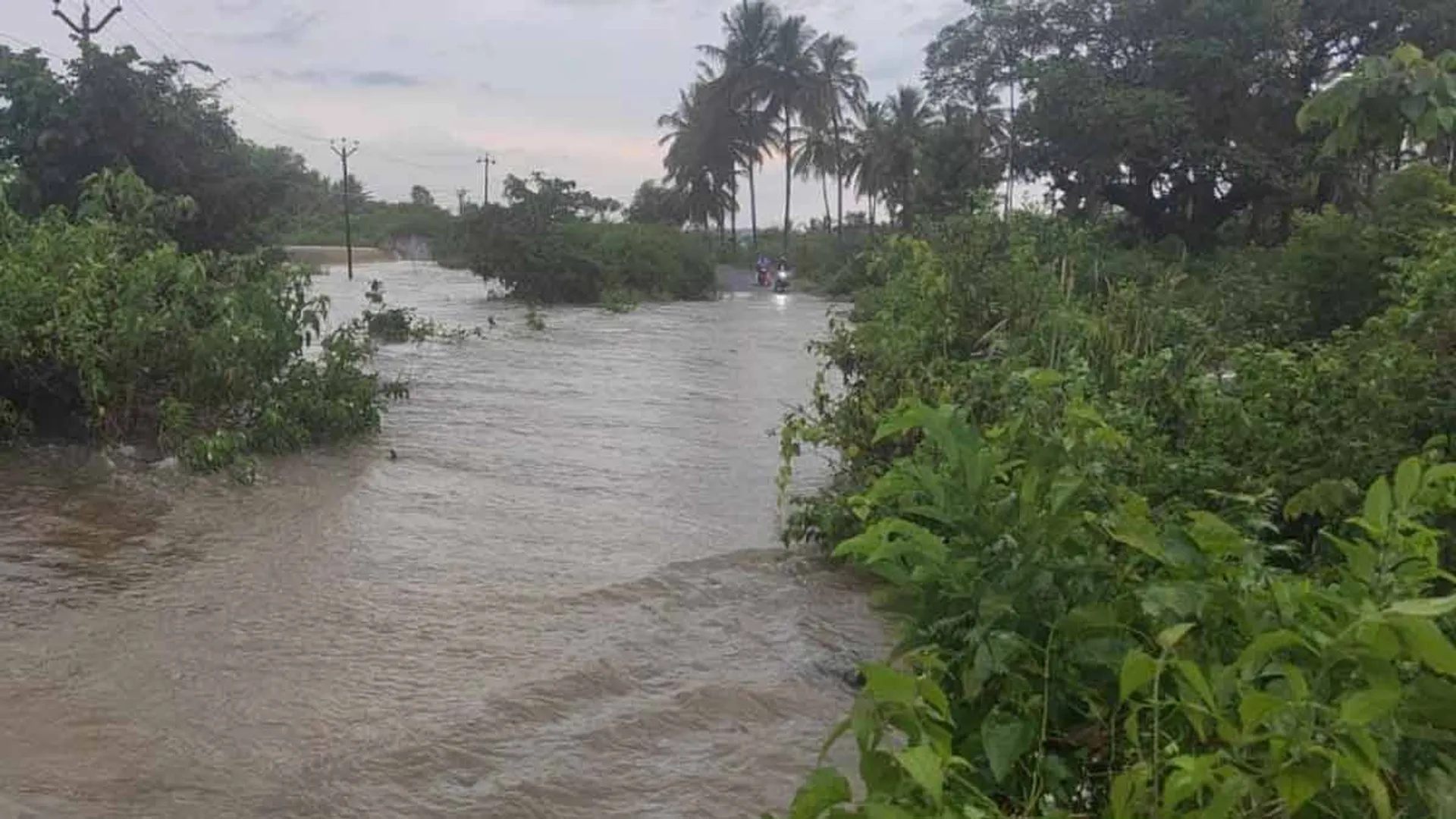 Heavy rain in Thalawadi; 2 cows die due to electrocution