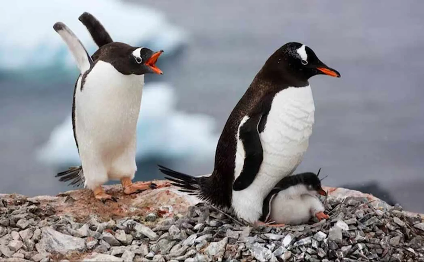 BJP demands Penguins should be given Marathi names