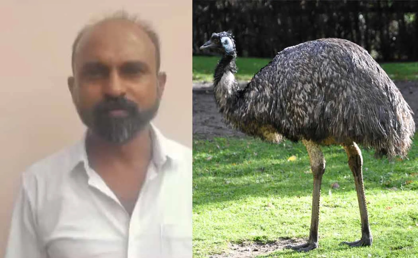 Emu chicken scam case Court makes dramatic ruling
