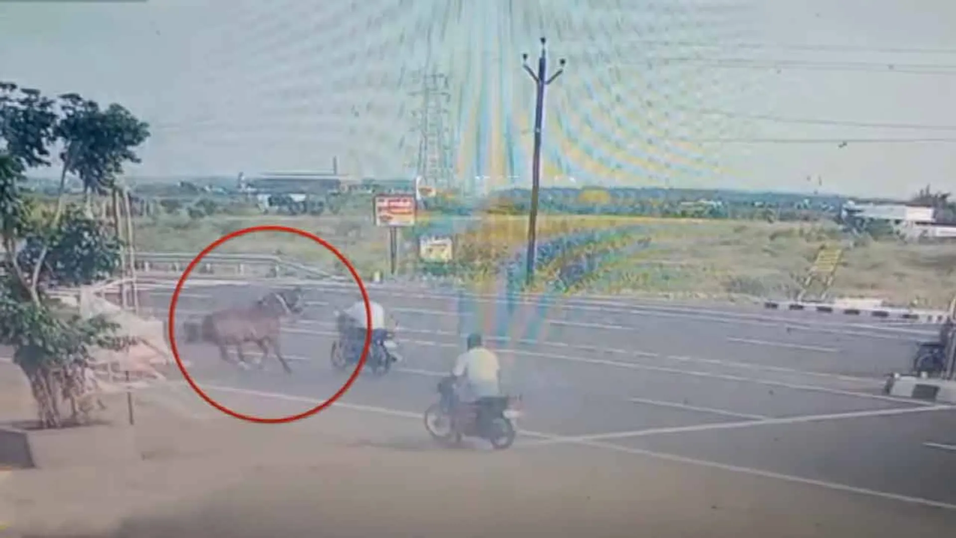  Horse jumps onto road - driver lucky to escape