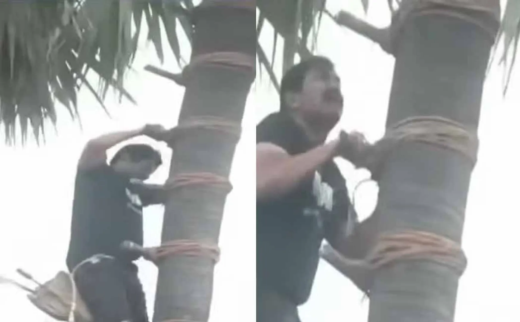 The man who climbed a palm tree and down the palm juice