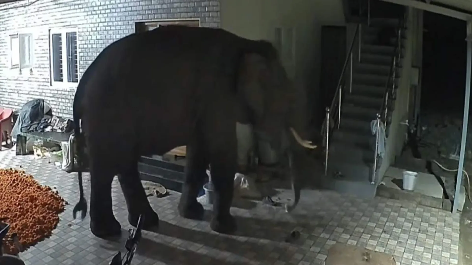 A wild elephant showed fear for its life - a stir in the middle of the night