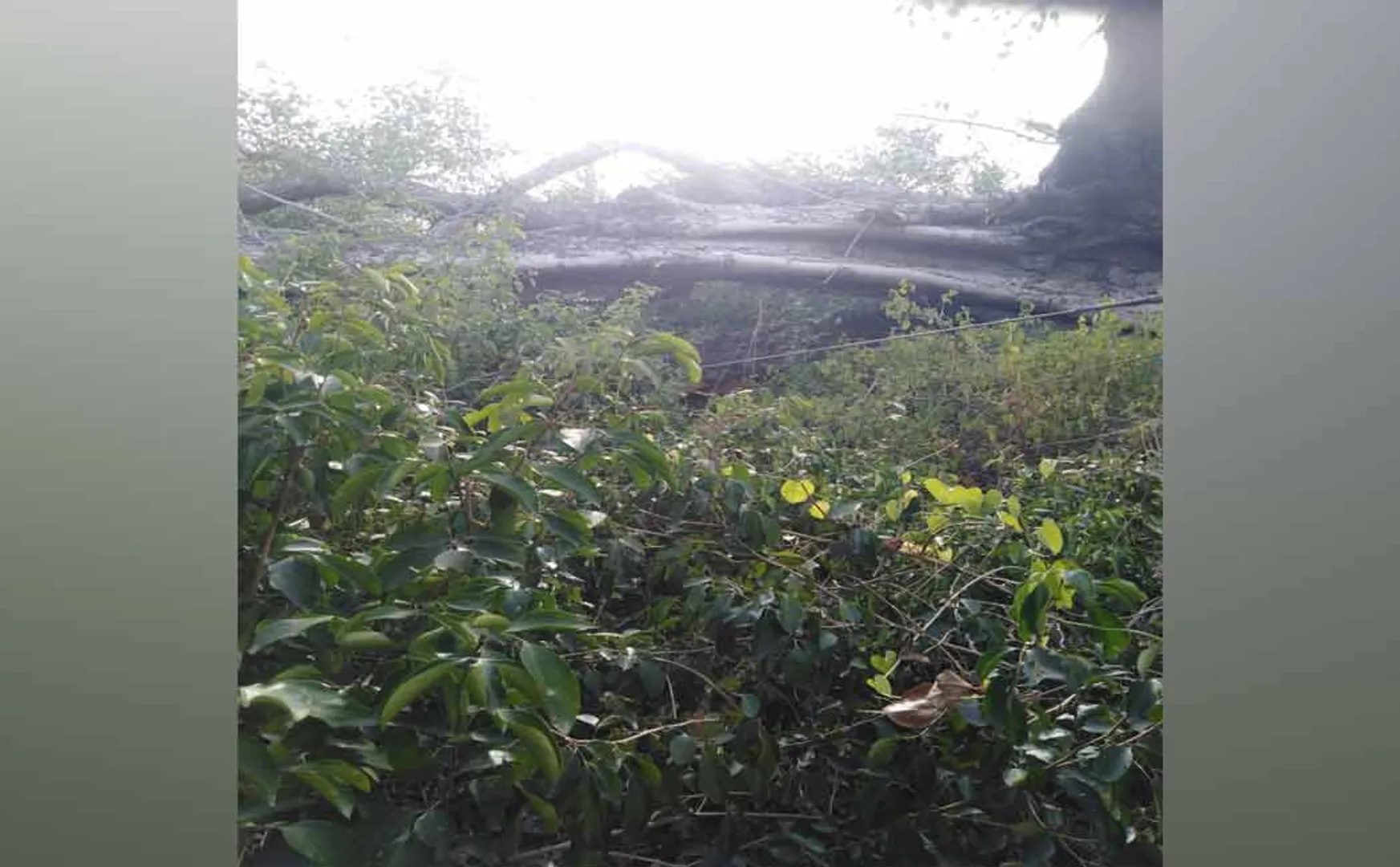 An ancient tree that stood majestically it fell completely damaging electricity poles 