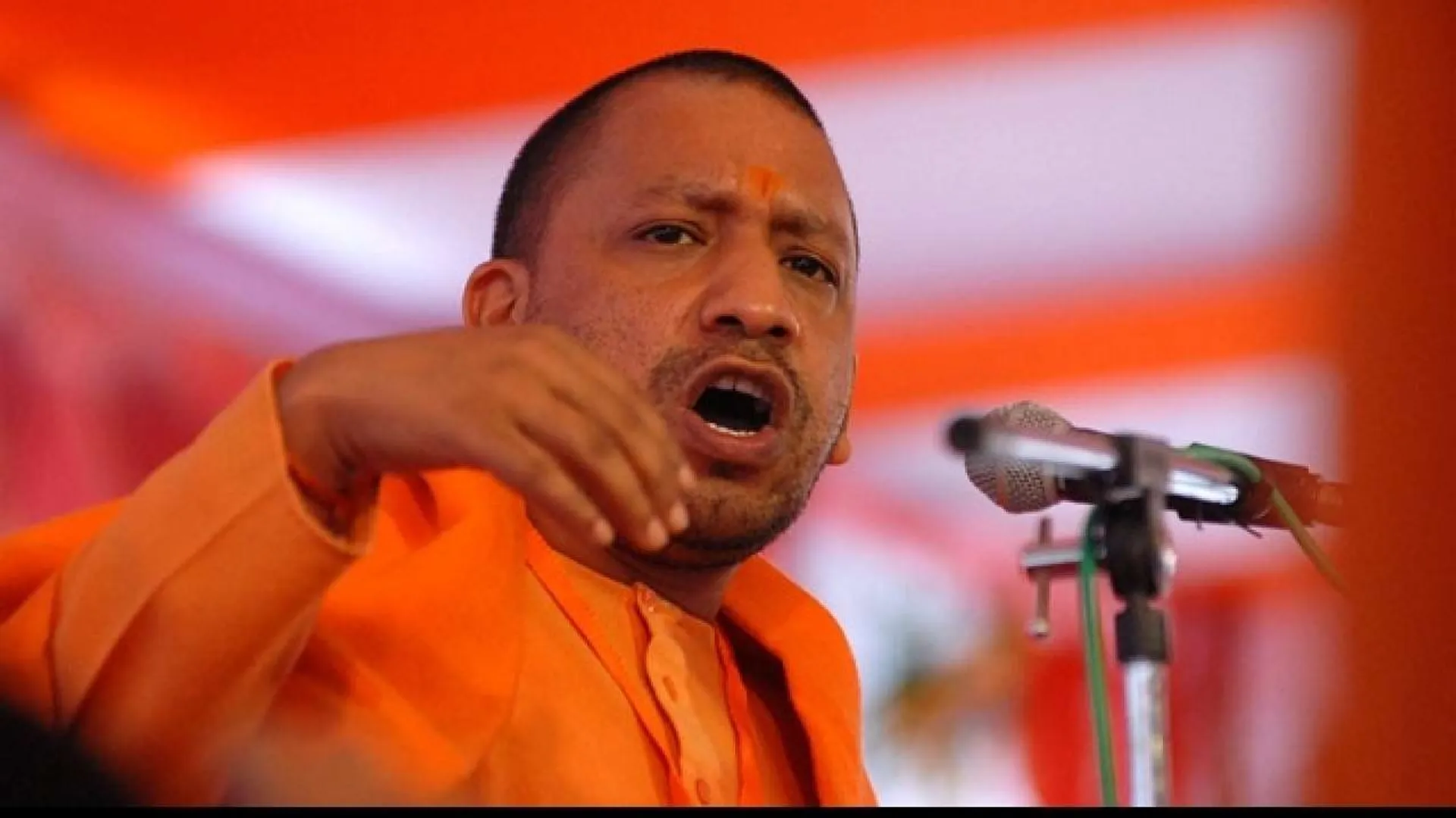 yogi