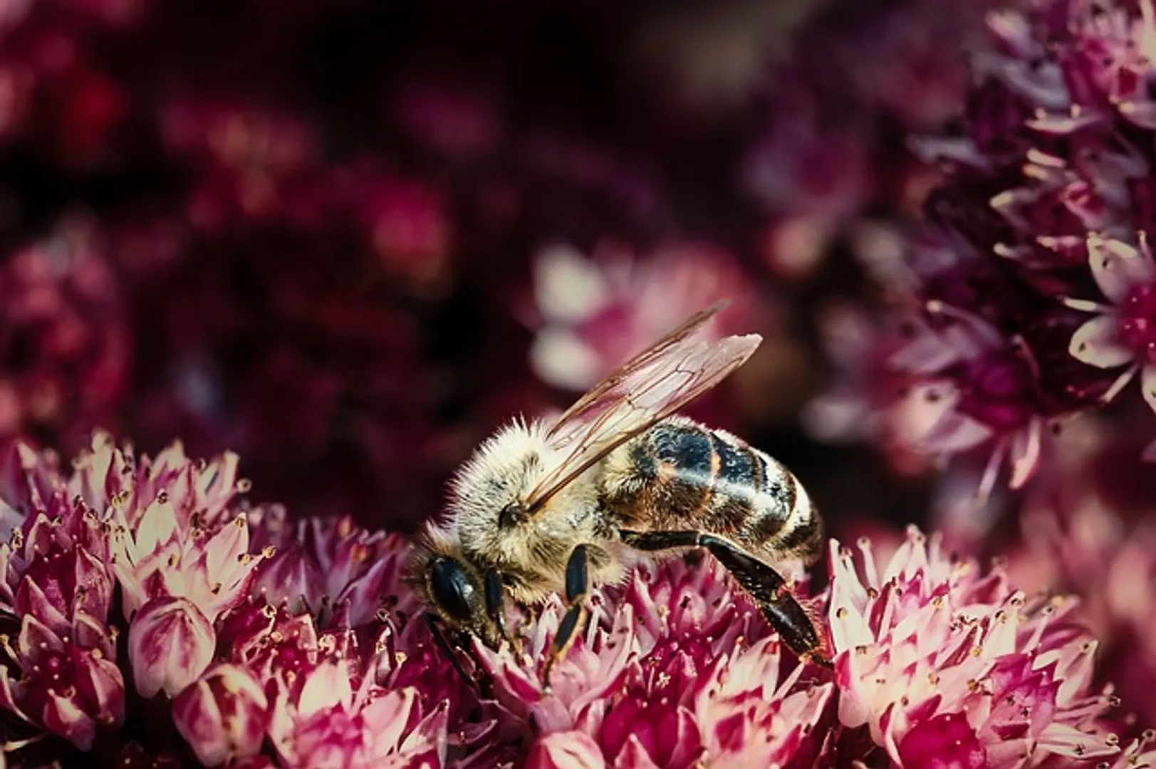 biodiversity