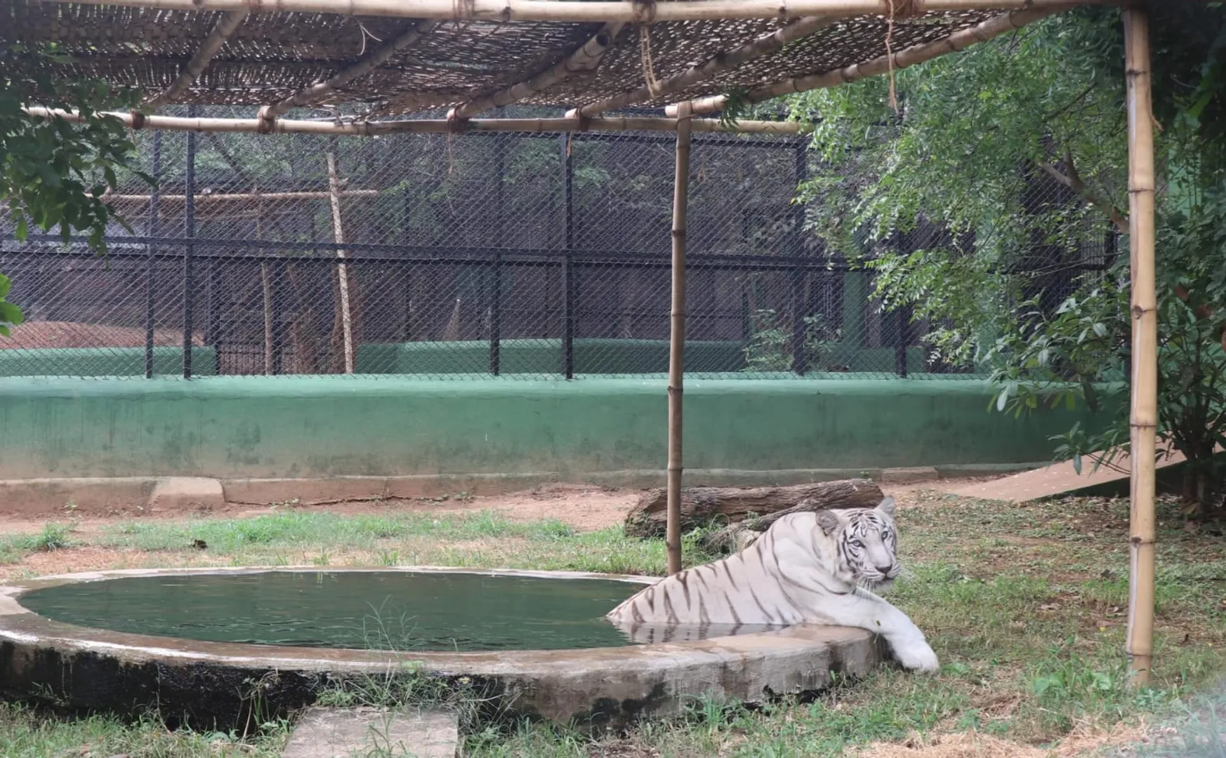 white tigress Rupa