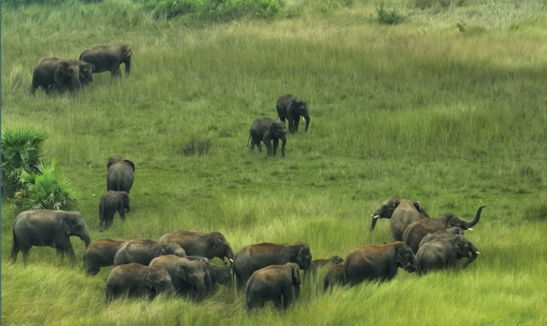 elephants