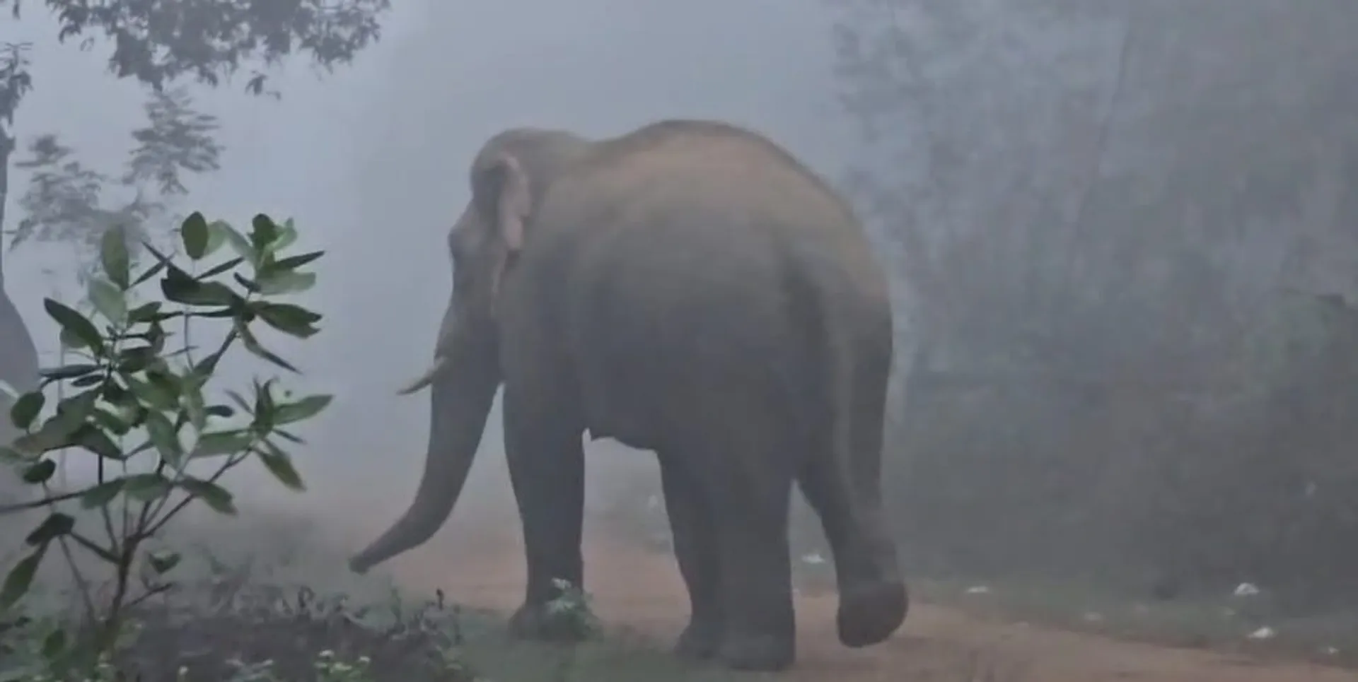 tusker
