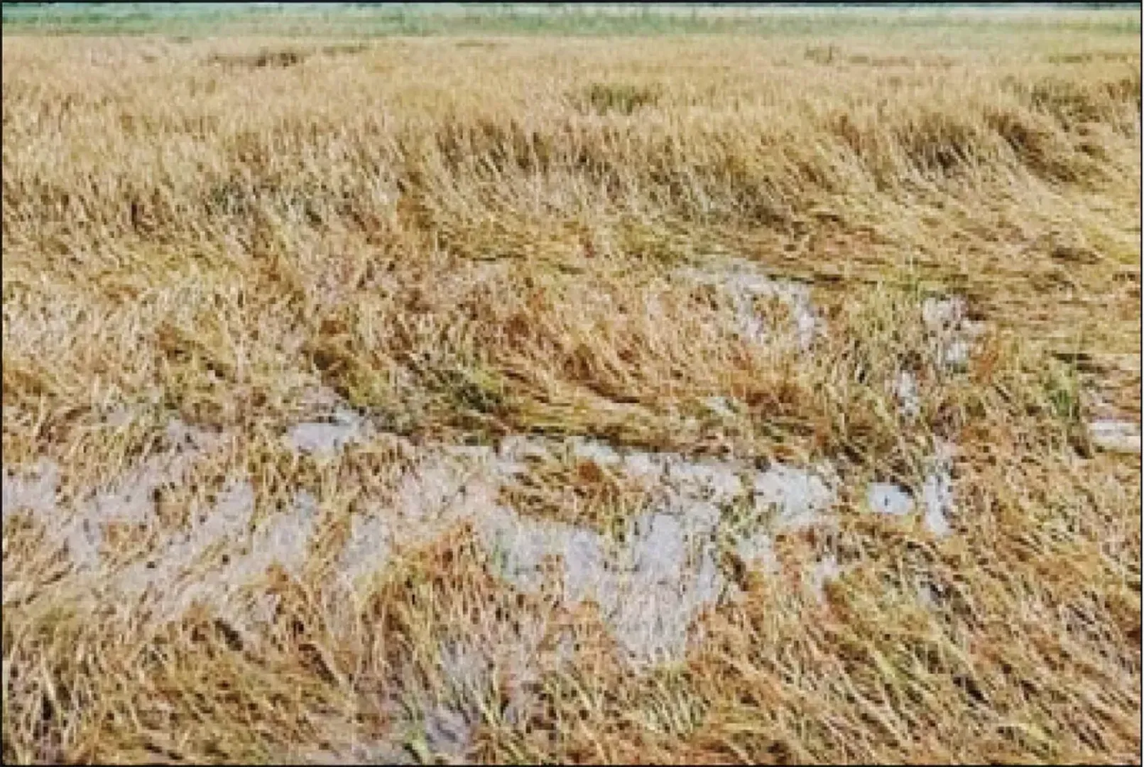 crop loss pic